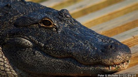 Man Captures Giant Alligator On Floridas Lake Okeechobee Wjla