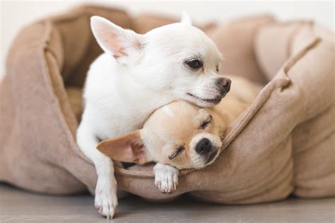 45 Small Dogs That Look Like Chihuahuas L2sanpiero