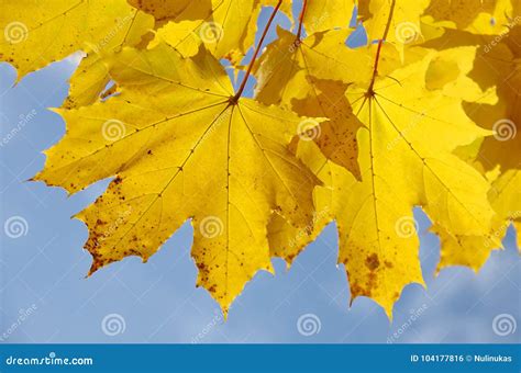 Autumn Maple Leaves And Blue Sky Stock Photo Image Of Foliage Leaf