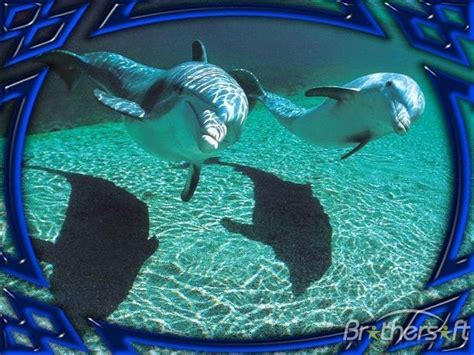 50 Free 3d Dolphin Screensavers Wallpapers Wallpapersafari