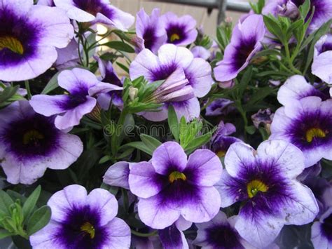 Bright Attractive Colorful Deep Purple Petunia Flowers Blooming In