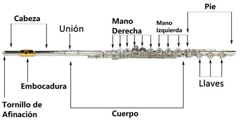 Las diferentes partes de una flauta Anatomía y Estructura Stradivarius