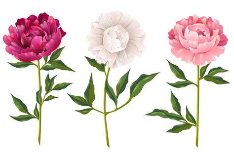 46 Peony Clipart Pictures Alade