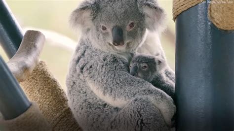 San Diego Zoo Welcomes Adorable Baby Koala 6abc Philadelphia