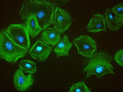 Terrific Fluorescence Micrograph Showing Cell Nuclei Stained Blue And