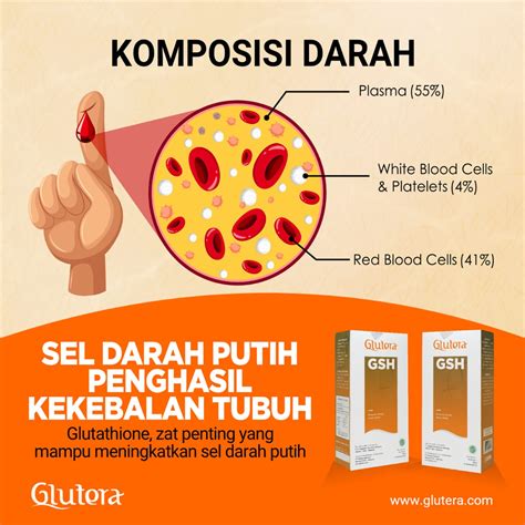 Tingkat protein dicerna seperti albumin, globulin dan. Sel Darah Putih (Leukosit) Penghasil Kekebalan Tubuh ...