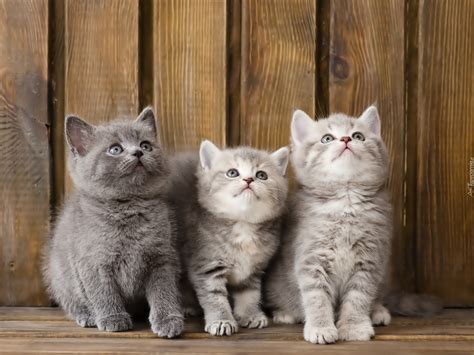 Trzy Małe Kotki
