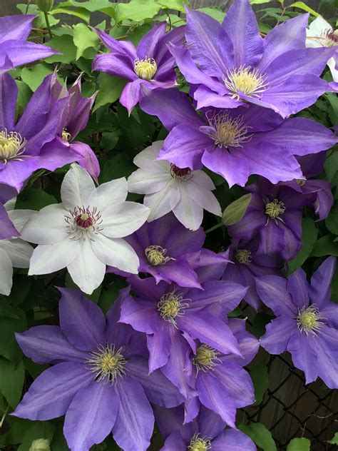 Clematis are one of, if not the most popular choice of climbing plant, as they are easy to grow and maintain. Pin on garden