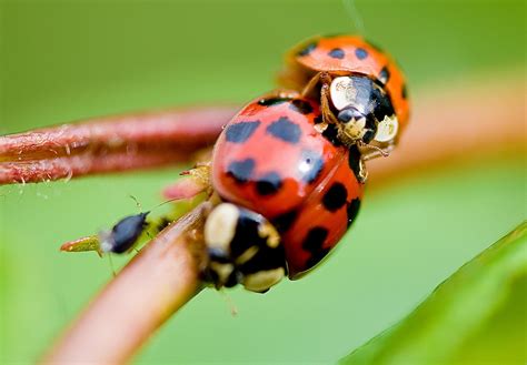 Small Two Photograph Ladybug Leaf Sex Close Up Coccinellidae Nature Red 1080p Micro