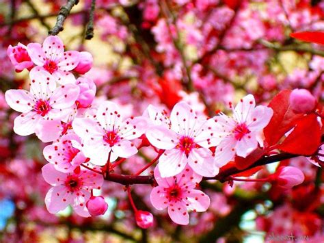 Download these bunga sakura background or photos and you can use them for many purposes, such as banner, wallpaper, poster background as well as powerpoint background and website background. Gambar Bunga Sakura Wallpaper Bunga Sakura Cantik