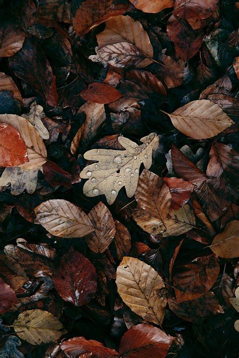 Aesthetic Leaves Wallpapers Wallpaper Cave