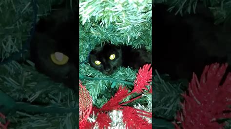 Black Cat In Christmas Tree Youtube