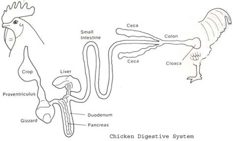 Digestive System Of Chicken The Poultry Digestive System
