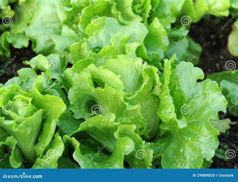 Healthy Lettuce Stock Photo Image Of Field Grow Agriculture 29889820