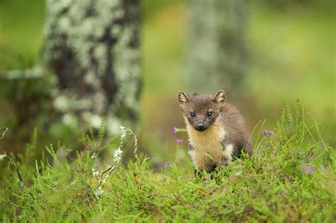 One Of Britains Rarest Mammals Returns To Forest Of Dean Forestry