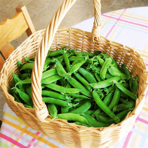 How To Blanch Peas For Freezing Winding Creek Ranch