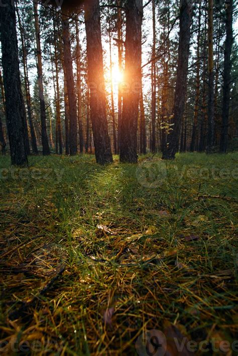 Clearing In Pine Forest Is Illuminated By Sun Rays At Sunset 8133627