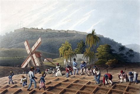 Slaves Planting Sugar Cane 19th Century Photograph By British Library