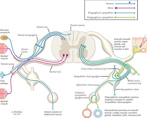 Peripheral Nervous System Neupsy Key