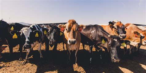 A well written and clear secretary cover letter that will maximise your potential of being invited to those all important interviews. Letter to Secretary Perdue - Western States Dairy ...