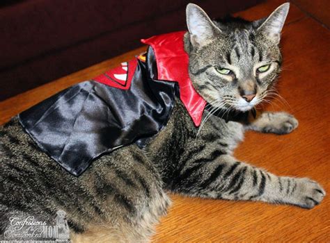 Content updated daily for sheba cat food recall. How to Dress Your Cat for Halloween with Sheba Cat Food ...