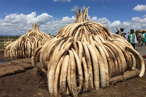 Kenya Burns Elephant Tusks To Protest Unprecedented Levels Of Ivory