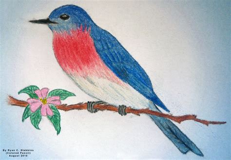 Simple Bird Drawings With Color ~ Pict Art
