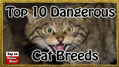 World Top 10 Most Dangerous Cat Breeds Top 10 Know How Youtube