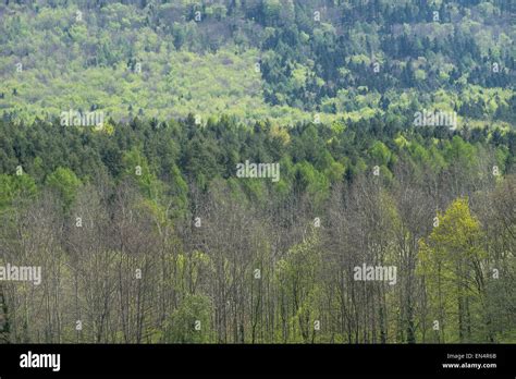 Spring Forest On The Mounts Sleza Southern Slopes Stock Photo Alamy