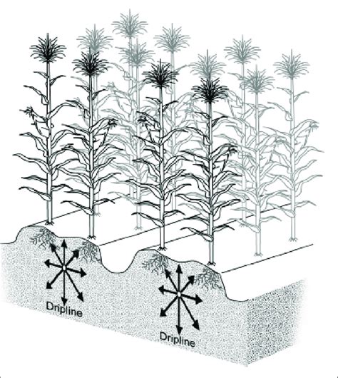 Schematic Representation Of Subsurface Drip Irrigation Download Scientific Diagram