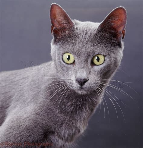 Brown, snow, silver and blue are the most common though newer colours such as chocolate. Blue Bengal x Burmese cat on grey background photo WP37706