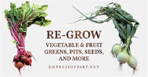 39 Vegetables Fruits And Herbs To Regrow From Scraps