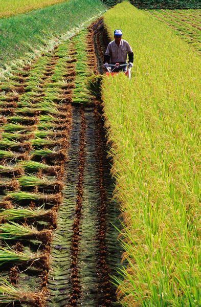 Mitto (crotalaria), saget/saga (spider plant), seveve/malenge. Farmer harvesting rice. | Japan, Scenery, Farmer