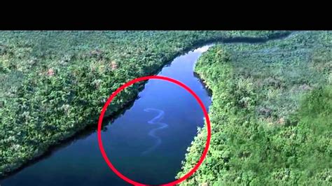 Giant Snake In The Amazon River Hd Youtube