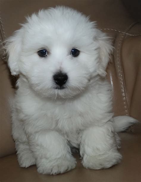 Coton De Tulear Dog Breed Pictures Information Temperament