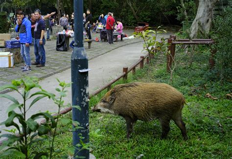 In Year Of The Pig Hong Kong Has Had Enough Of Wild Ones