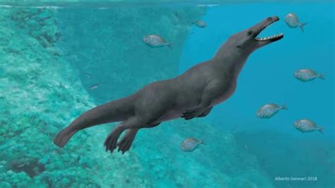 Ancient Four Legged Whale Found In Peru Youtube