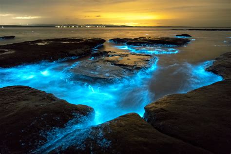 qué es la bioluminiscencia y ejemplos con fotos My XXX Hot Girl