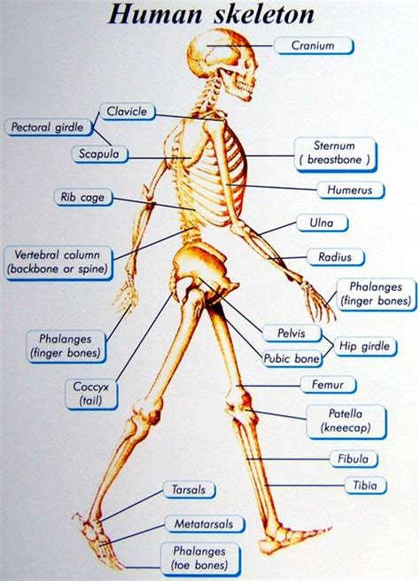 Learn more about the composition, form, and physical adaptations of the human body. support function of the skeletal system | Human body ...