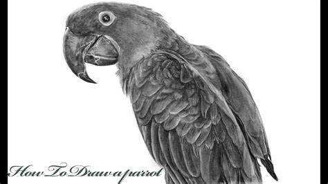 How To Draw A Realistic Parrot Step By Step Tutorial Youtube