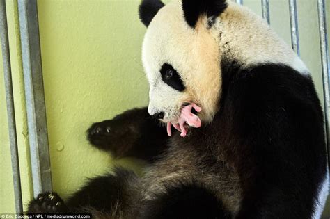 Panda Plays With Her Newborn Cub After Its Twin Died Daily Mail Online