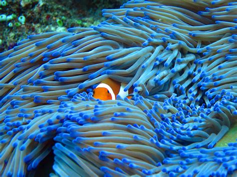 Coral reefs are large underwater structures composed of the skeletons of coral, which are marine invertebrate animals. Protecting our Coral Reefs | STEM Newcastle