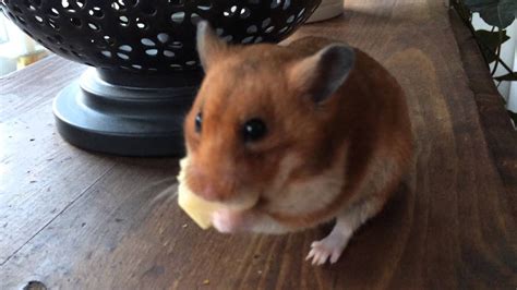 Gus The Hamster Eating Cheese And Saving The Rest For A Rainy Day Youtube