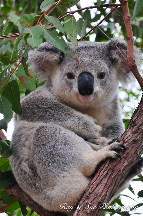 Magnetic Island Koalas Beaches And Sunsets Baby Koala
