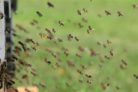 How To Discourage Honey Bees From Nesting In Your Home Bee Removal Mesa Az