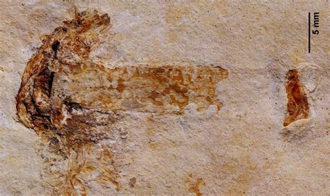 Worlds Oldest Fossilized Mushroom Sprouted 115 Million Years Ago