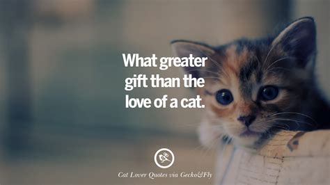 Reach out with a cute wish for your pals/ loved ones. 25 Cute Cat Images With Quotes For Crazy Cat Ladies, Gentlemen And Lovers