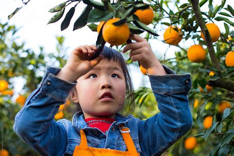 Happy Kid Pick Orange In The Orange Farm Del Colaborador De Stocksy
