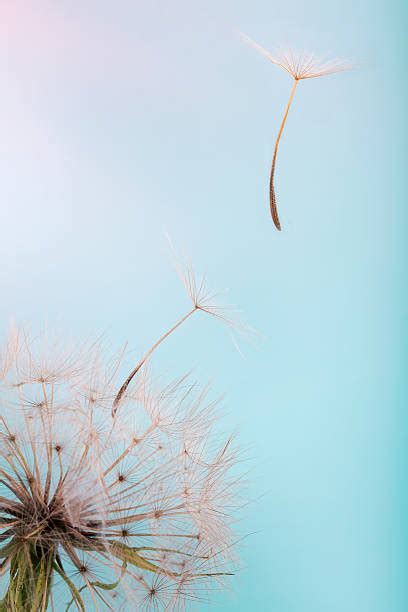 Abstract Dandelion Stock Photos Pictures And Royalty Free Images Istock