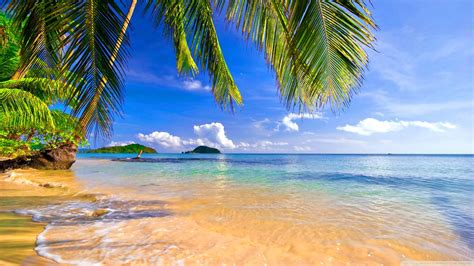 Shore Palms Tropical Beach Ultra Hd Desktop Background
